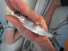 Alosa pseudoharengus