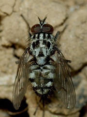 Phaonia trimaculata