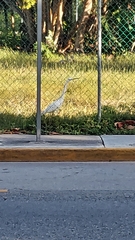Ardeidae