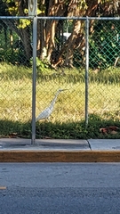 Ardeidae