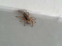 Menemerus bivittatus