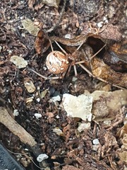 Latrodectus geometricus