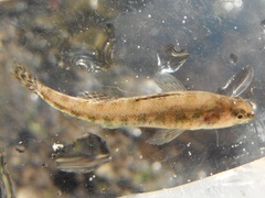 Etheostoma exile