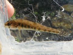 Etheostoma exile