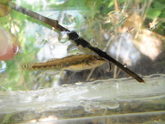 Etheostoma exile