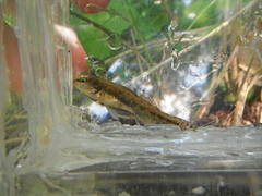 Etheostoma exile