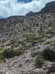 Trichocereus atacamensis