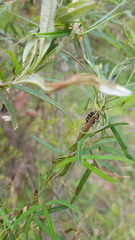 Lubentius marginellus