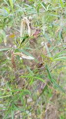 Lubentius marginellus