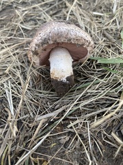 Agaricus incultorum