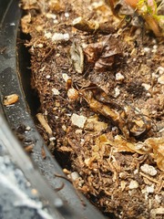 Latrodectus geometricus