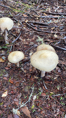 Stropharia ambigua