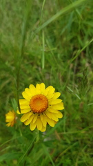 Xerochrysum