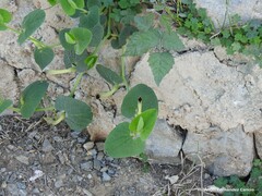Aristolochia paucinervis