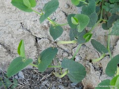 Aristolochia paucinervis