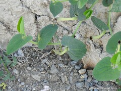 Aristolochia paucinervis