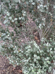 Malacothamnus jonesii