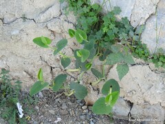 Aristolochia paucinervis