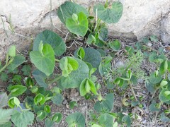 Aristolochia paucinervis