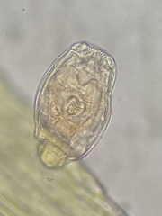 Bdelloidea