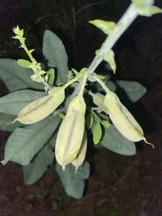Crotalaria