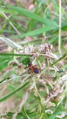 Gminatus