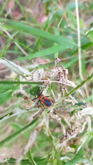 Gminatus