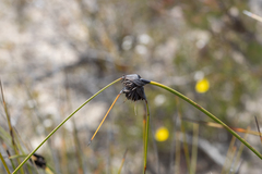 Mesomelaena tetragona