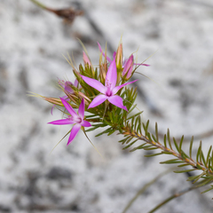 Calytrix decandra