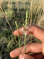 Oenothera glaucifolia