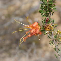 Lambertia inermis