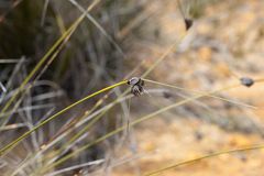 Mesomelaena tetragona