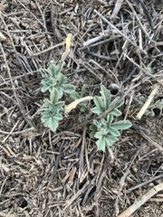 Oenothera glaucifolia
