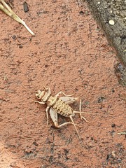 Gryllodes sigillatus