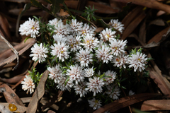 Laxmannia brachyphylla