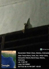 Gekko gecko
