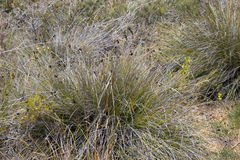 Mesomelaena tetragona