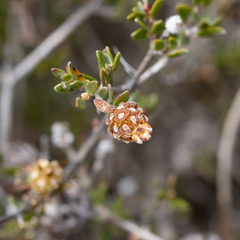 Melaleuca empetrifolia