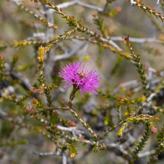 Melaleuca empetrifolia