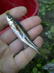 Clinostomus elongatus