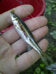 Clinostomus elongatus