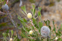 Isopogon trilobus
