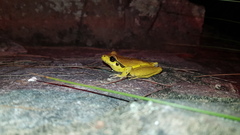 Ranoidea lesueuri