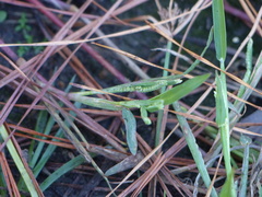 Paspalum dissectum