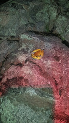 Ranoidea lesueuri