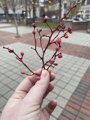 Magnoliopsida