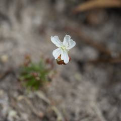 Drosera trichocaulis