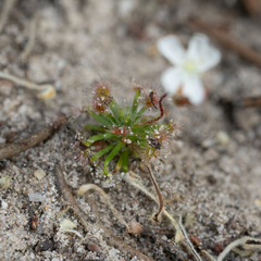 Drosera trichocaulis