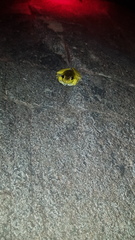 Ranoidea lesueuri