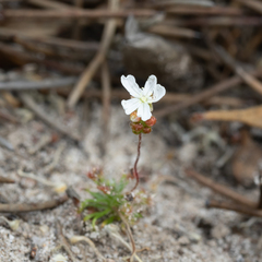 Drosera trichocaulis